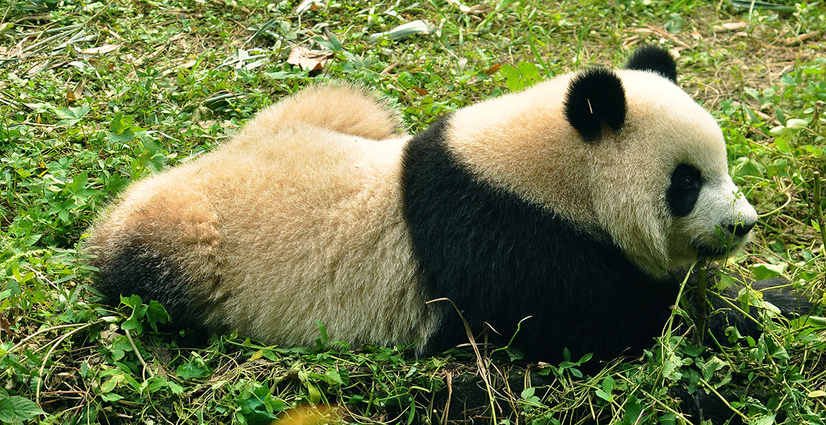 Little Panda, Giant Panda Research Center, Chengdu