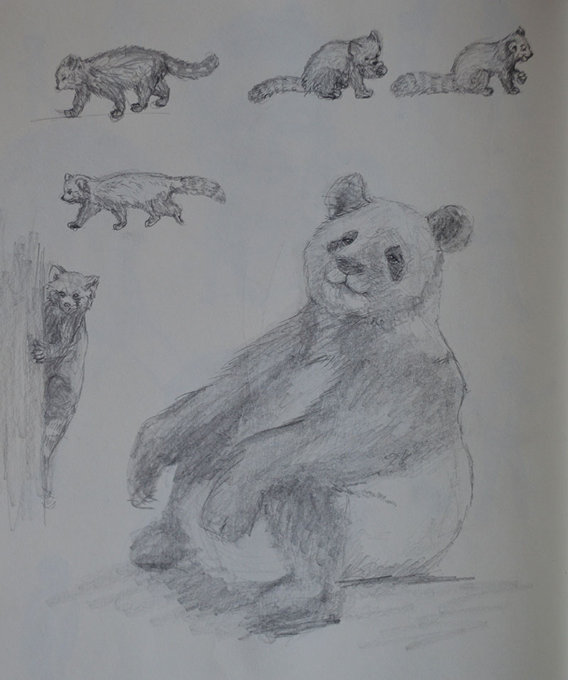 Panda and red panda sketch