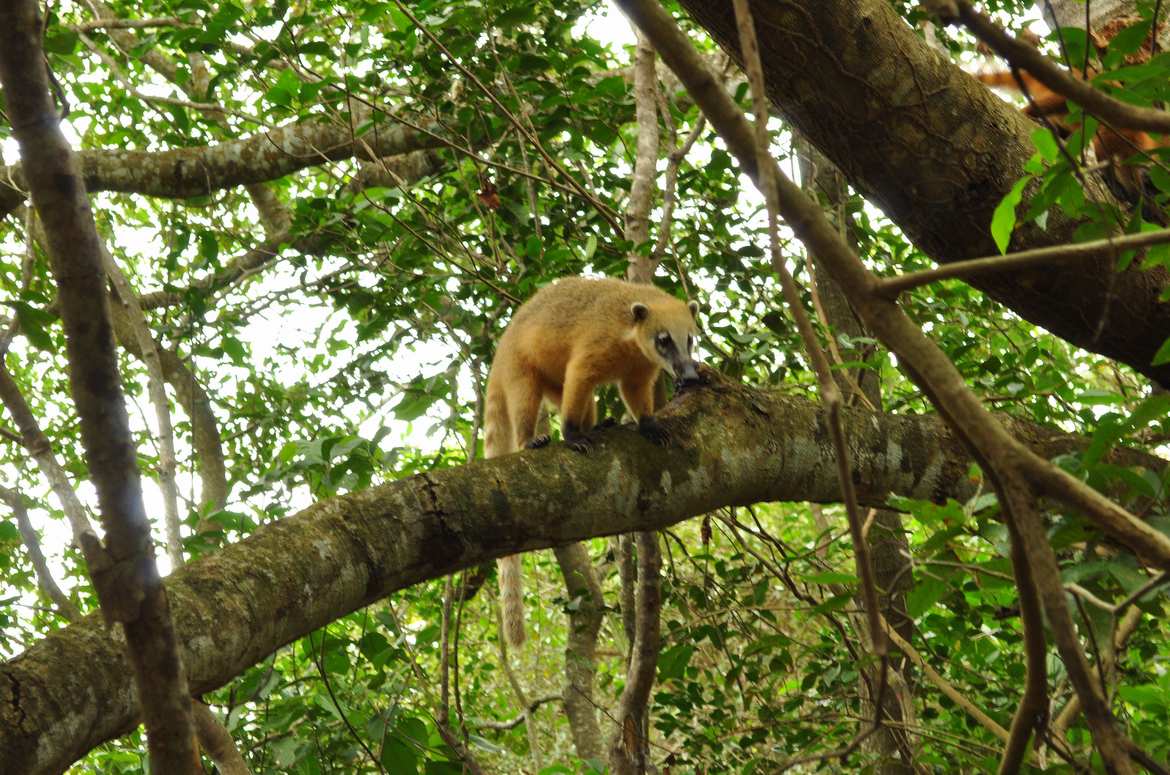 Walking in the forest and watching coatis