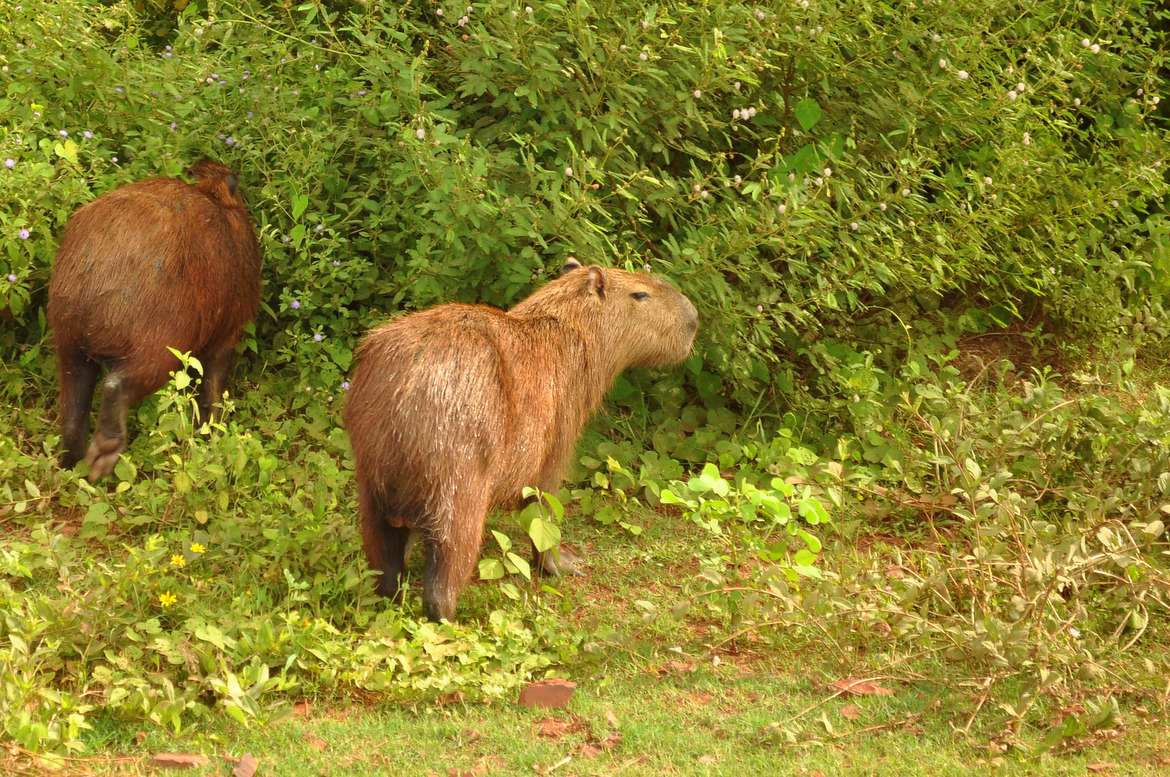 Cute capybaras