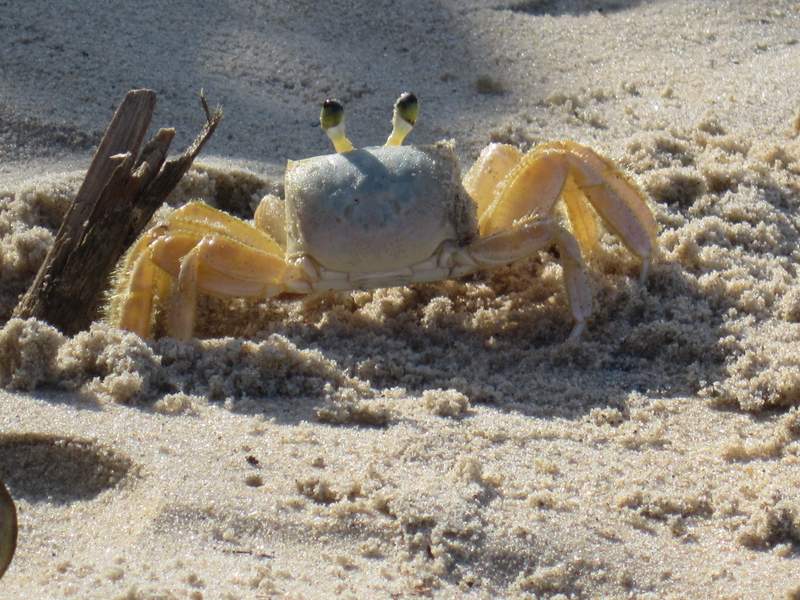 beautiful crabs in Preta beach