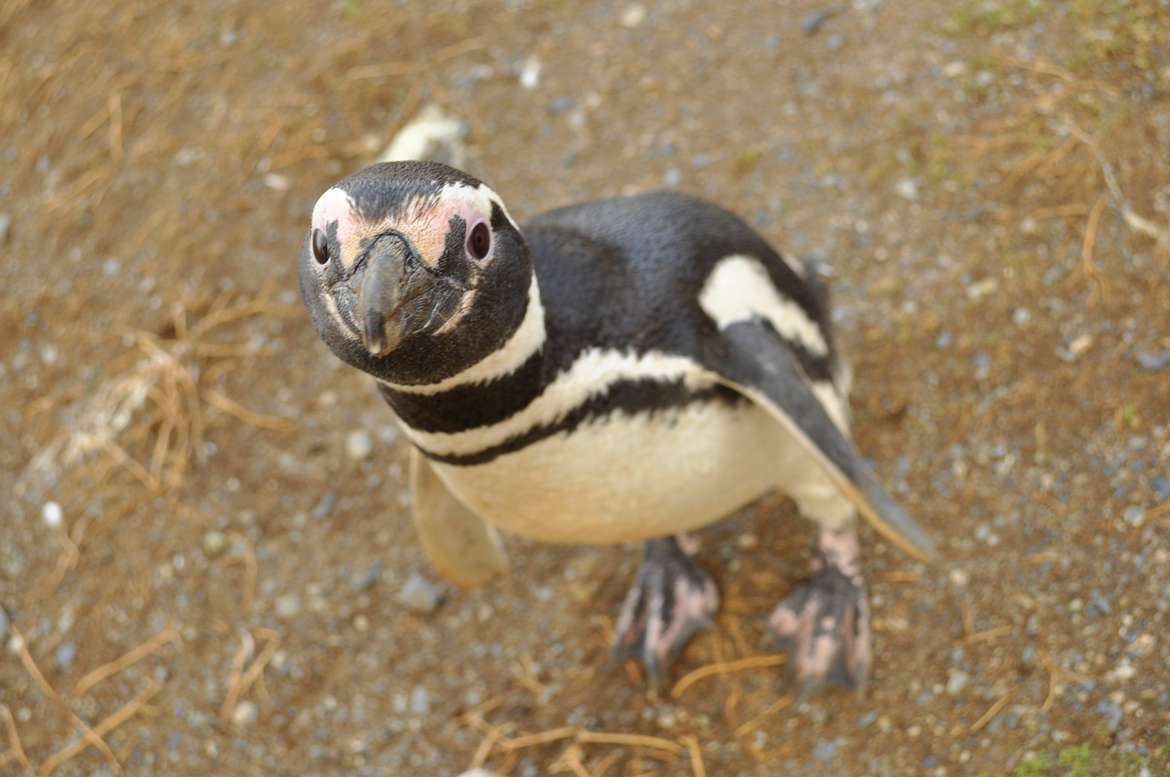 Hello, I am a sweet penguin. Nice to meet you.
