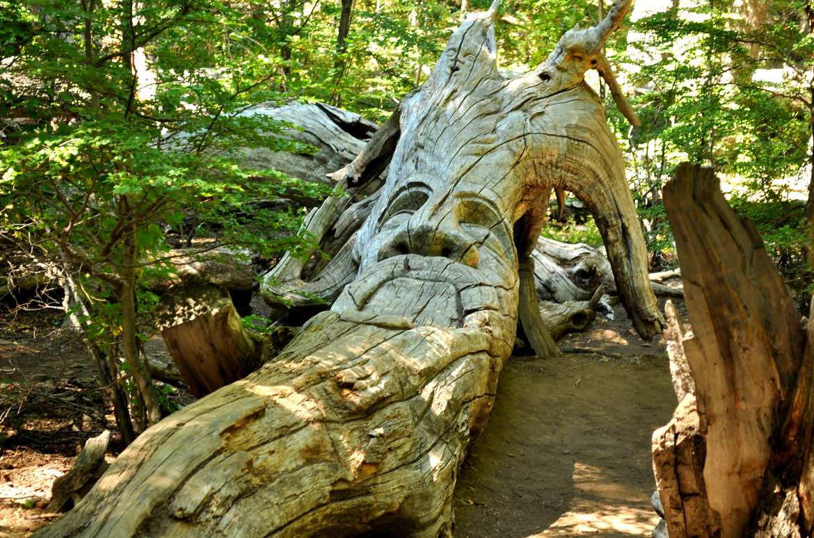 The carved forest 'El Bosque Tallado'