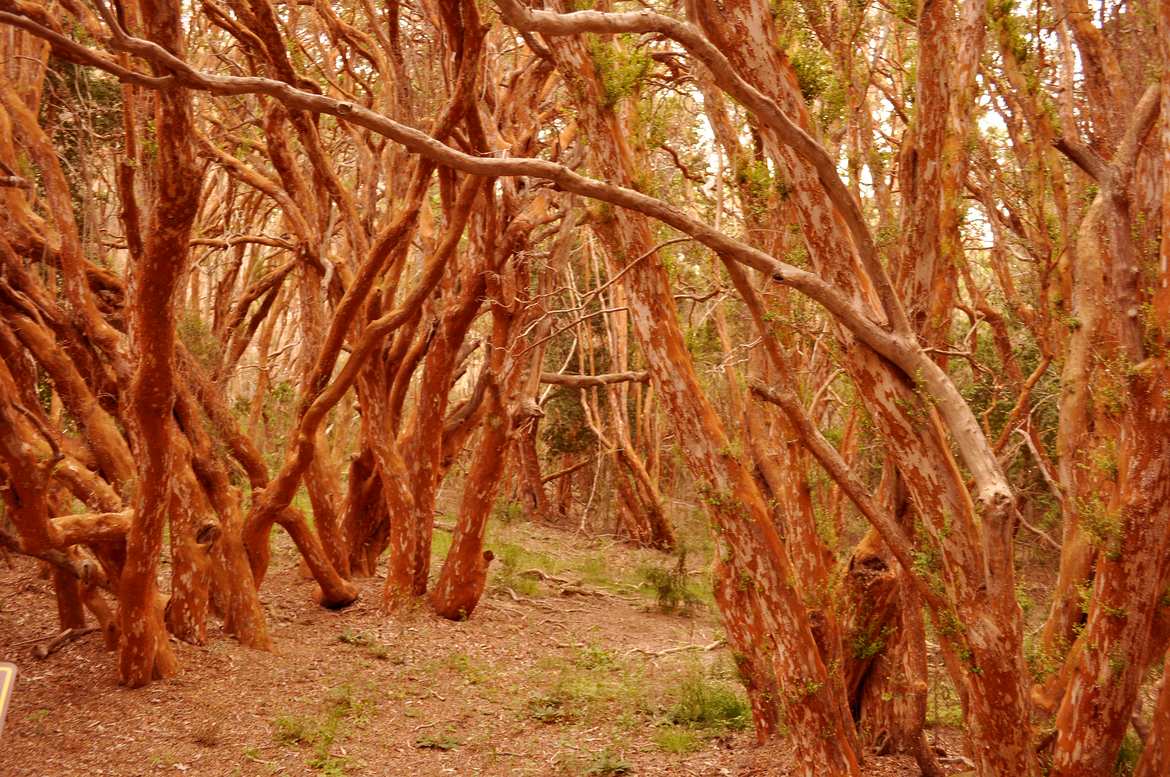 The magical arrayanes forest. Beautiful colors!