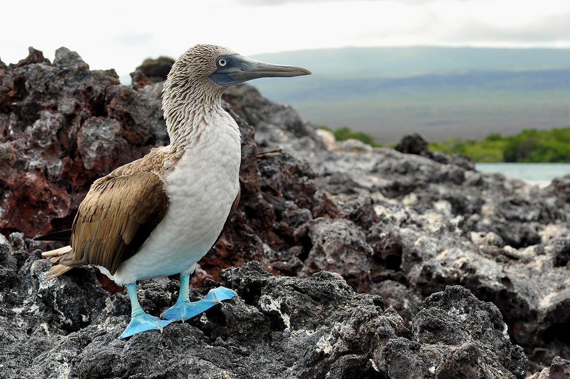 The cutest bird in the Galapagos: blue footed booby!