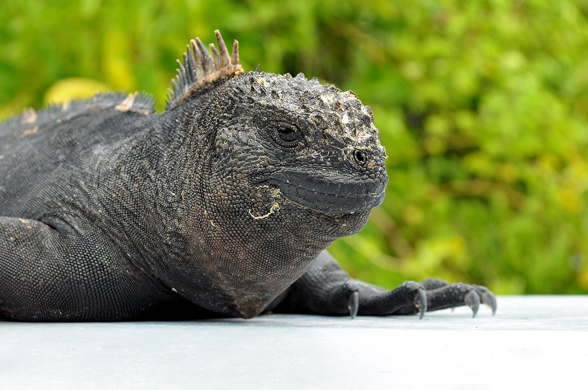 Marine iguana close up