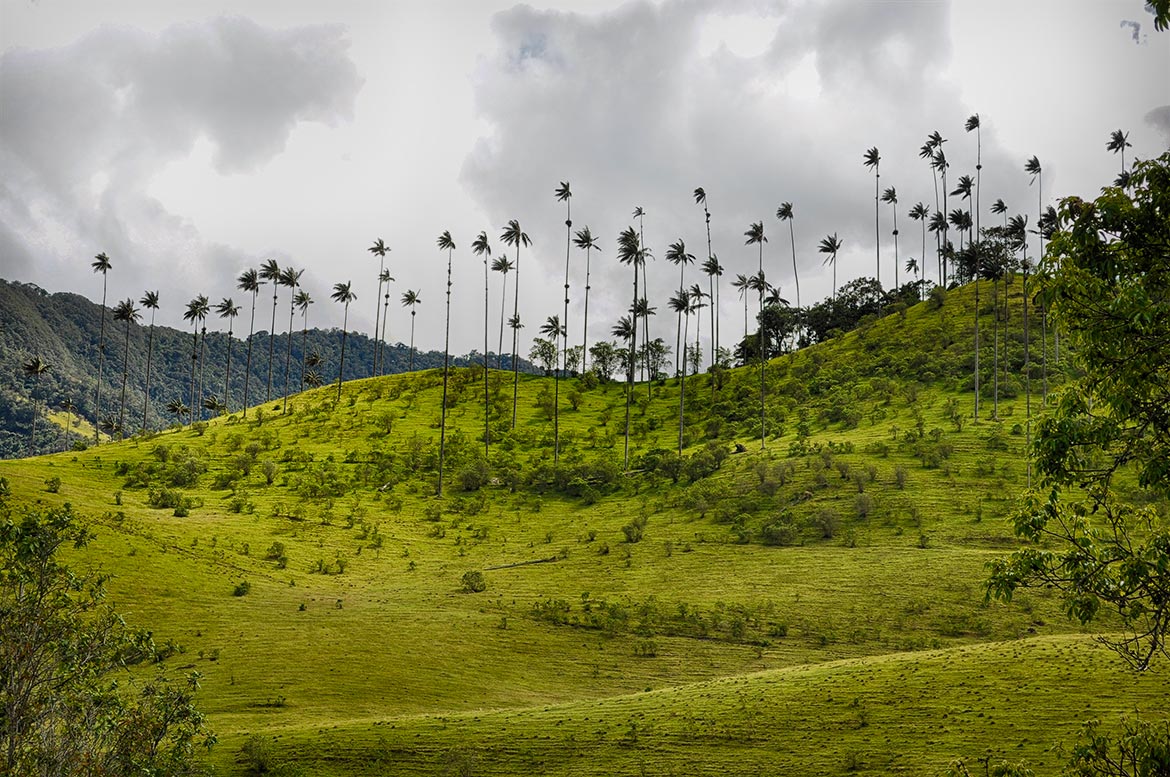 tallest palm trees, The Cocora Valley, Salento