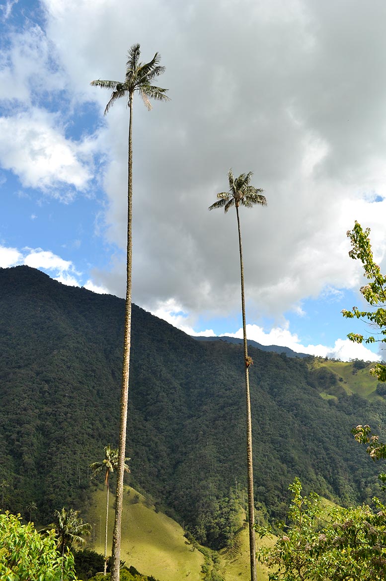 tallest palm trees, the cocora valley, salento