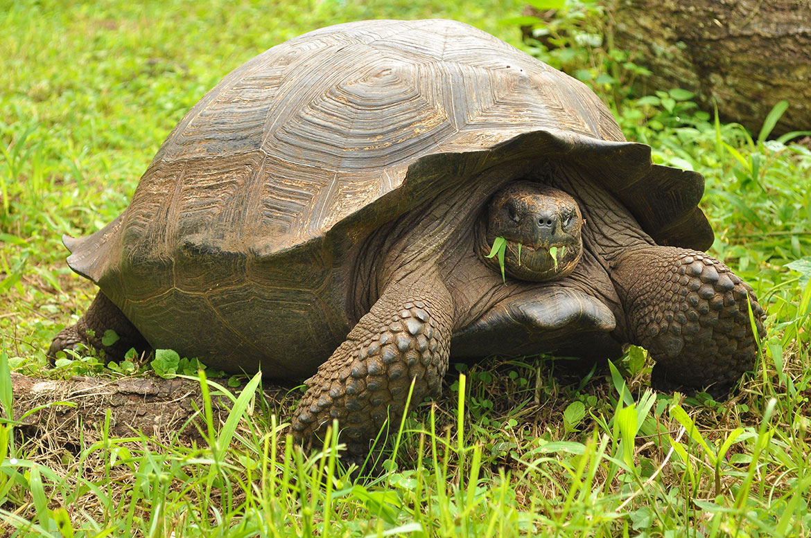 Giant turtle in El Chato Tortoise Reserve